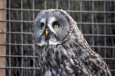 Close-up of great gray owl