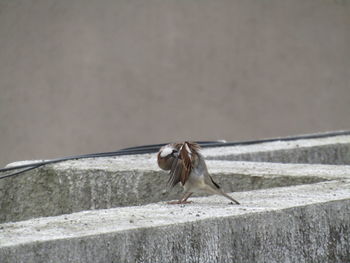 Close-up of bird perching on retaining wall