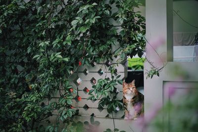 Cat by ivy on tree
