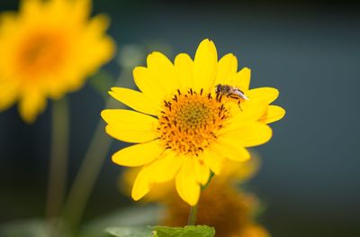 Close-up of bee on yellow flower