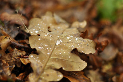 Close-up of wet leaf during winter