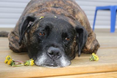 Close-up portrait of dog resting on floor