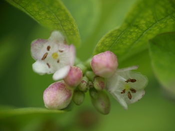 Close-up of flower buds