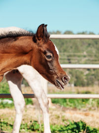 Side view of foal standing against clear sky