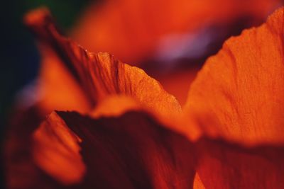 Close-up of orange flower