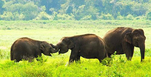 View of elephant in forest