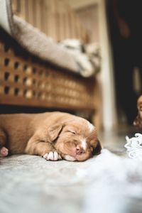 Close-up of dog sleeping