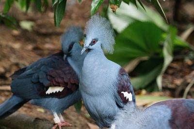 Close-up of pigeons perching