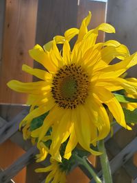 Close-up of yellow sunflower