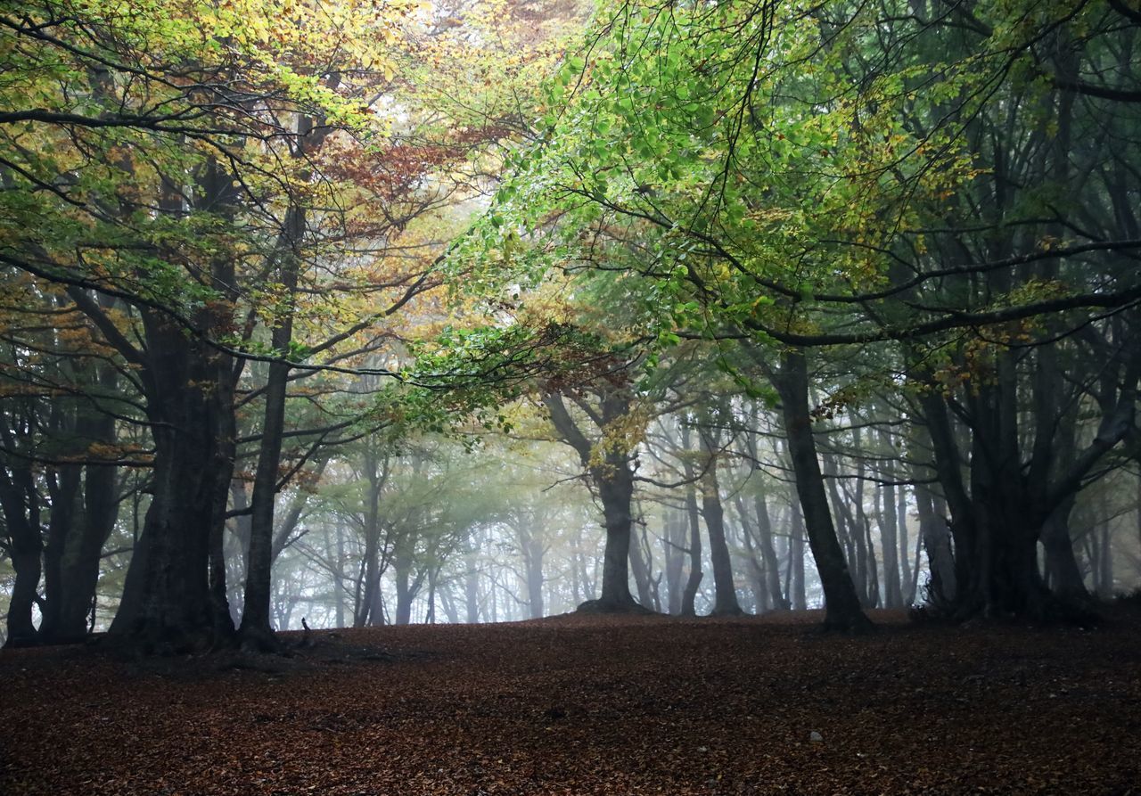 TREES GROWING IN FOREST