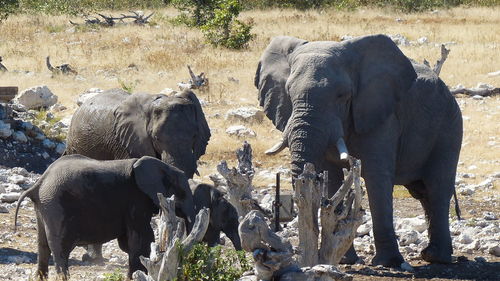 Elephant standing on field