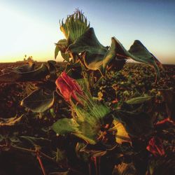 Plants growing on landscape