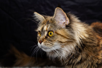 Close-up of cat looking away