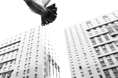 Low angle view of bird flying against sky