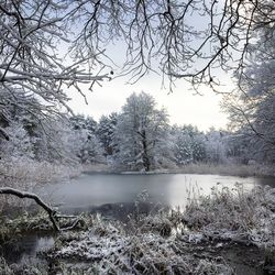 Reflection of bare trees in water