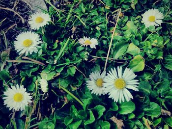 Close-up of flowers blooming outdoors