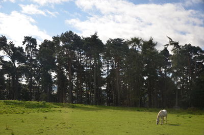 Dog on field by trees against sky