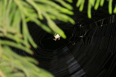 Close-up of spider on web