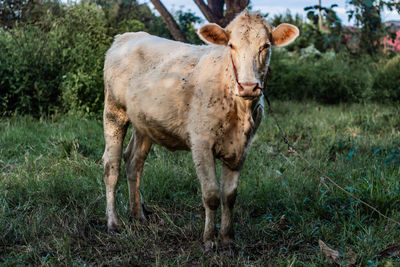 Portrait of horse standing on field