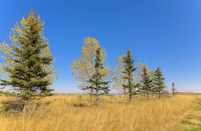 Line of trees against the blue sky in the autumn