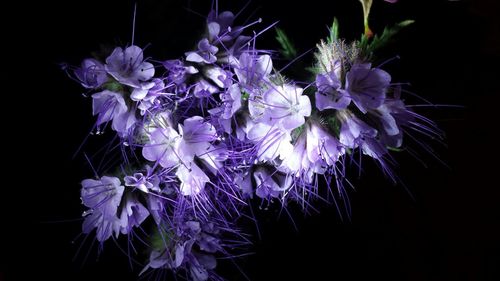 Close-up of flowers over black background