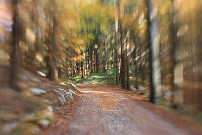 Dirt road amidst trees in forest