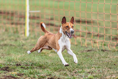 Dog running on field