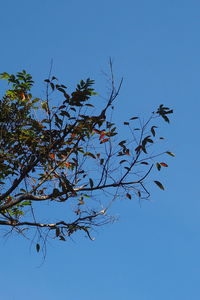 Low angle view of tree against blue sky