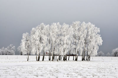 Trees on snow field against clear sky