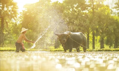 Farmer splashing water on buffalo against tree