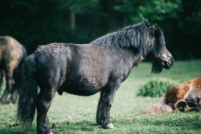 Horses on field
