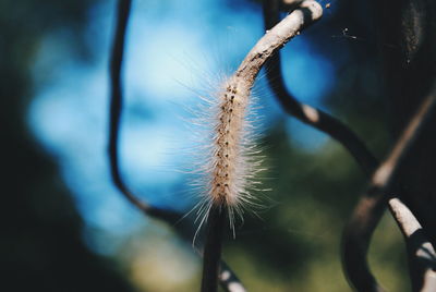 Close-up of dry plant