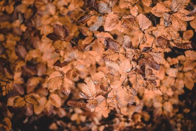 Full frame shot of dried autumn leaves