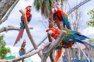 Close-up of parrot perching on tree branch