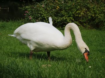 Close-up of swan on field