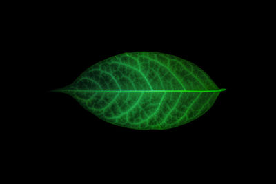 Close-up of leaf against black background