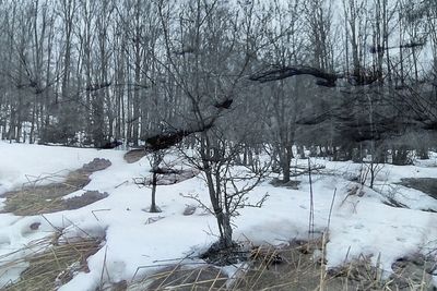 Bare trees in forest during winter