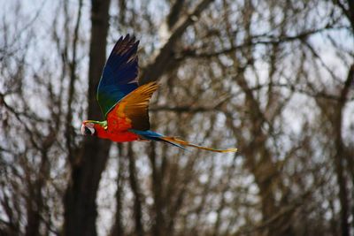 Bird flying over a tree