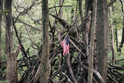 Trees growing in forest