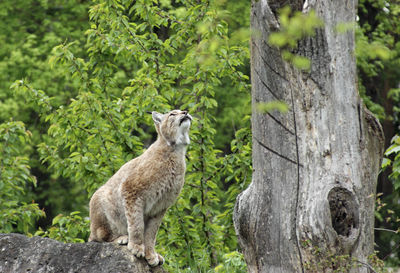 Squirrel standing on tree trunk