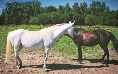 Horse on field