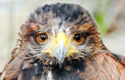 Close-up portrait of owl