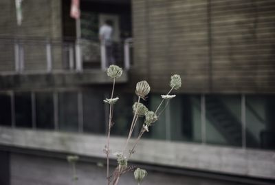 Close-up of flowering plant against building