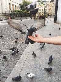 Man feeding birds