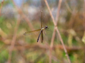 Close-up of dragonfly on plant