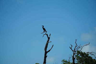 Low angle view of bird perching on tree against sky