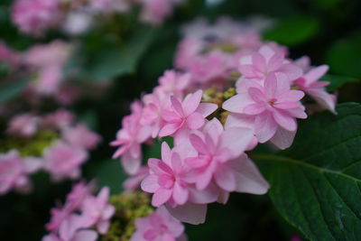 Close-up of pink flowering plant