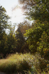 Trees in forest