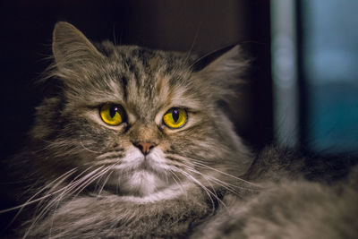 Close-up portrait of cat