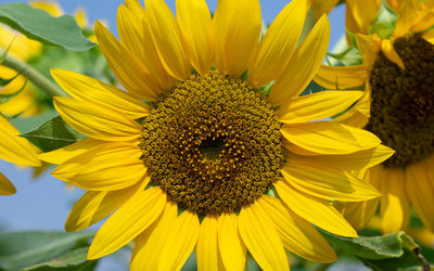 Close-up of sunflower